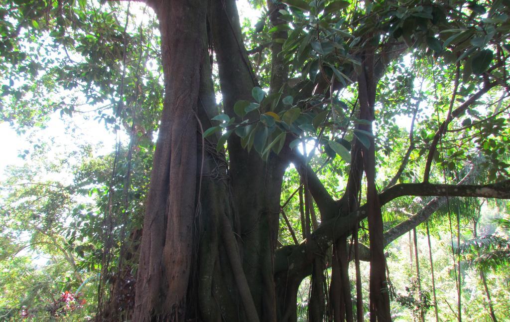 Fazenda Sao Miguel Villa Amparo  Rom bilde