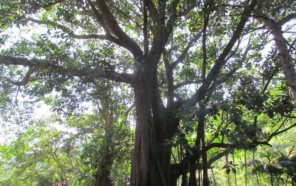 Fazenda Sao Miguel Villa Amparo  Rom bilde